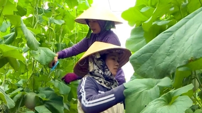 Dưa lưới công nghệ cao phía Đông Lâm Đồng vào vụ Tết