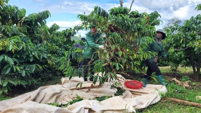 704 Kopi bersatu untuk mengatasi kesukaran dan mencapai kemenangan yang menyeluruh.
