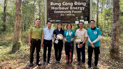 Forest development: Shifting from 'planting in bulk' to 'sustainable planting'