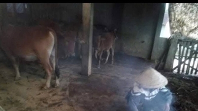 Boeren in de bergachtige gebieden van de provincie Nghe An nemen preventieve maatregelen om hun buffels en runderen te beschermen tegen de kou.