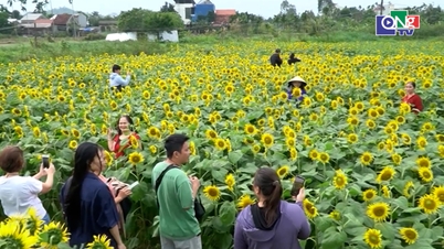 Câmpurile de floarea-soarelui din Quang Ngai atrag vizitatori.