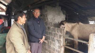Lai Chau aide le bétail et les cultures à survivre à la saison froide.
