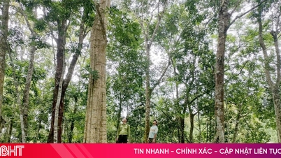 ការការពារសត្វកម្រ និងរុក្ខជាតិដែលមានតែនៅក្នុងស្រុក ធ្វើឱ្យព្រៃឈើមានភាពសម្បូរបែប។