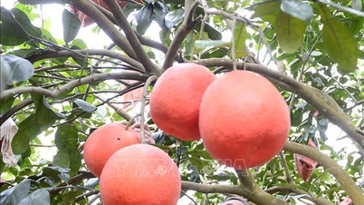 "Buah Limau Gedang Raja" dari kampung Luận Văn menarik ramai pengunjung semasa Tet.