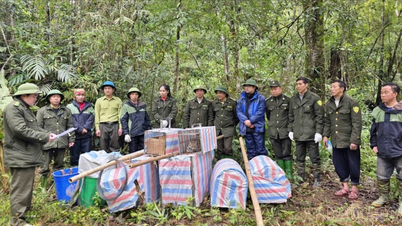Taman Negara Hoang Lien melepaskan 31 ekor haiwan liar kembali ke alam liar.
