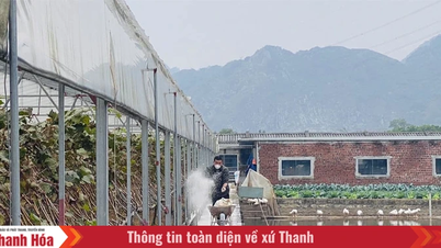 Nga An develops sustainable livestock farming in conjunction with environmental protection.