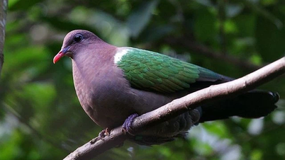 鳩：森の中できらめく美しさを持つ静かな鳥。