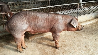 Prețul cărnii de porc astăzi, 9 ianuarie 2026: A ajuns la 71.000 VND/kg