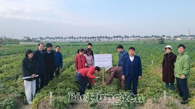 Vào vụ thu hoạch khoai tây ở xã Nguyễn Du