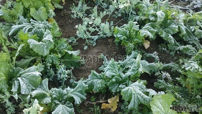 Frost bedeckt die Bäume im Dorf Ngai Thau Thuong, Gemeinde Y Ty.