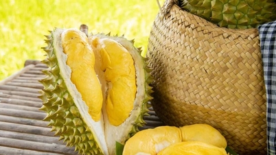Durianpreise heute, 9. Januar: Die Preise für Ri6-Durian steigen, Musang King erreicht 115.000 VND/kg.