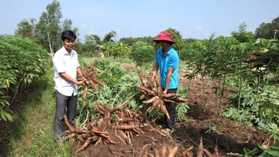 Provincie Thanh Hoa buduje stabilní a udržitelnou oblast produkce manioku.