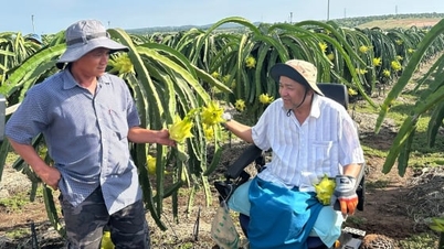 La coopérative cultive de manière constante des fruits du dragon à peau jaune, répondant aux normes GlobalGAP.
