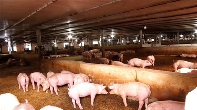 แม้ราคาเนื้อหมูจะพุ่งสูงขึ้น แต่เกษตรกรยังคงระมัดระวังเกี่ยวกับการเติมสต็อกหมูของตน