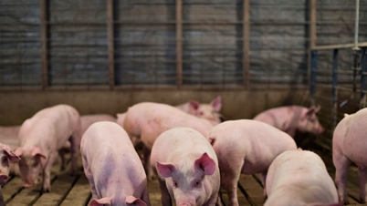 Pork prices on January 9th: Northern region reaches a peak of 71,000 VND/kg, prices increase sharply nationwide.
