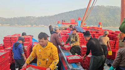 Los pescadores de la provincia de Nghe An se enriquecen con 16 toneladas de anchoas y ganan cientos de millones de dongs.