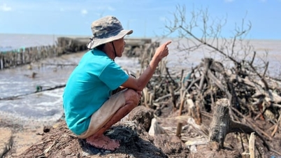 บริษัท Ca Mau ลงทุน 26,800 พันล้านดอง ในการป้องกันและควบคุมการกัดเซาะตลิ่งและชายฝั่ง