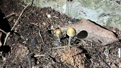 Ärzte warnen vor dem Risiko einer Pilzvergiftung durch den Verzehr von Wildpilzen.