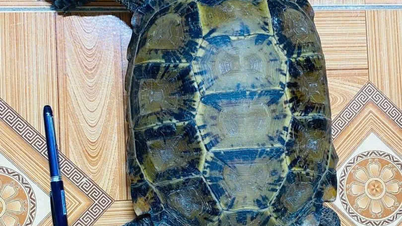 Trieu Binh beldesi sakinleri, nadir bulunan bir kenarlı dağ kaplumbağasını teslim etti.
