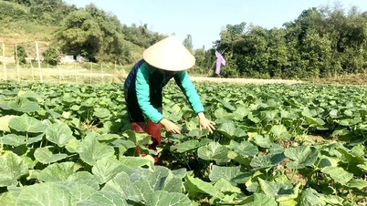 L'efficacité de la restructuration des cultures sur les rizières.