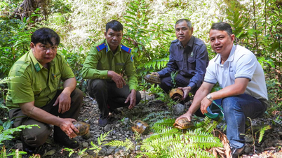Gia Lai : Six animaux sauvages rares relâchés dans leur milieu naturel.