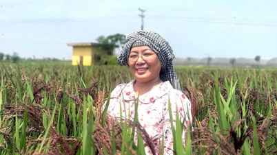 Phát triển lúa MS tím than theo hướng bền vững tại ĐBSCL