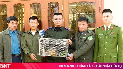 Sällsynt långsam lori-individ överlämnad till Vu Quang nationalpark