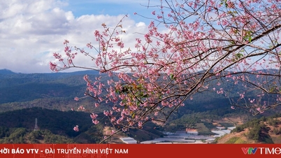Artists gathered on a magnificent outdoor stage to inaugurate the Cherry Blossom Festival - Da Lat Spring 2026.