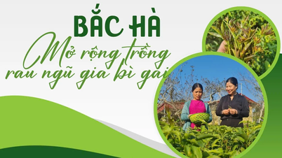 Bac Ha rozšiřuje pěstování ostnatého Acanthopanaxu