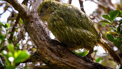 Papagalii kakapo rari din Noua Zeelandă, considerați printre cei mai rari din lume, au început să se reproducă din nou după patru ani.