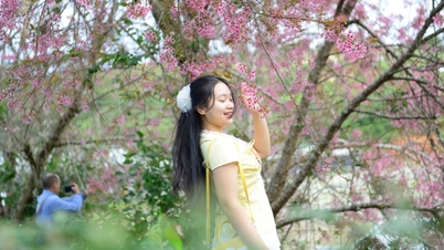 តើ​អ្វី​ទៅ​ដែល​ធ្វើ​ឱ្យ​ពិធីបុណ្យ​ផ្កាសាគូរ៉ា​រយៈពេល​មួយ​ខែ​នៅ​ទីក្រុង​ដាឡាត់​មាន​លក្ខណៈ​ពិសេស​យ៉ាង​នេះ?