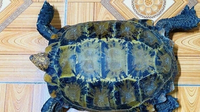 Phát hiện rùa núi viền quý hiếm khi đang làm đồng