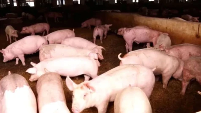 În ciuda creșterii prețurilor la carnea de porc, fermierii rămân prudenți în ceea ce privește repopularea efectivelor de animale.