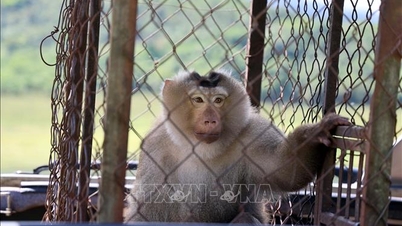 ປ່ອຍສັດປ່າຫຼາຍຮ້ອຍໂຕກັບຄືນສູ່ສະພາບແວດລ້ອມທຳມະຊາດຂອງພວກມັນ.