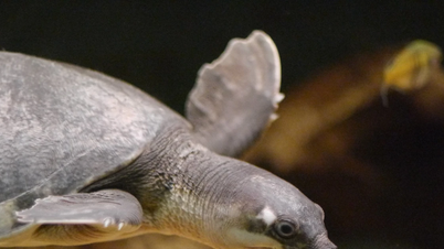 Schweinsnasen-Flussschildkröte: Ein seltenes lebendes Fossil einer uralten Art.