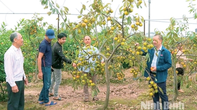 Contribuyendo a la preservación de la antigua variedad de rosa sin semillas de Hai Hau.