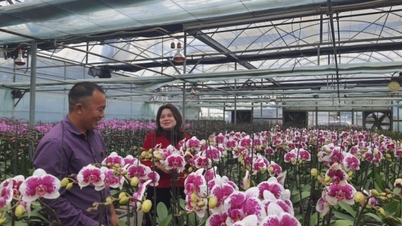 Siap mendorong sektor pertanian Quang Ninh menuju terobosan.