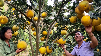 Lao Cai: Produksi buah meningkat hampir 9% dibandingkan periode yang sama tahun lalu.