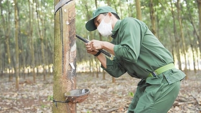 Rubber prices today, January 10, 2026: Showing a downward trend.