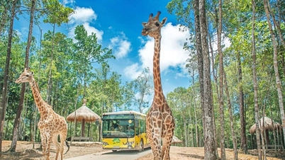 Vinpearl Safari Phu Quoc: An experience exploring a 380-hectare semi-wild animal park.
