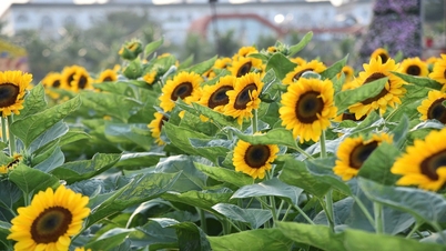 Más jardines de flores vibrantes y plantas ornamentales para que la gente de la ciudad de Ho Chi Minh pueda visitar durante el Tet.