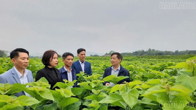 Het district Tran Yen streeft ernaar om tegen 2030 1.500 ton zijderupscocons te produceren en 90% van het kaneelteeltgebied aan de biologische normen te laten voldoen.
