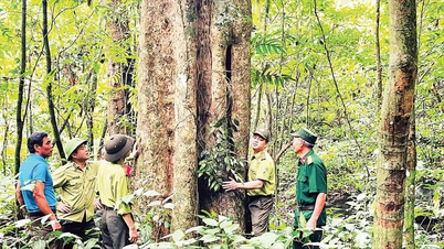 Taking decisive action to prevent forest fires during the dry season.