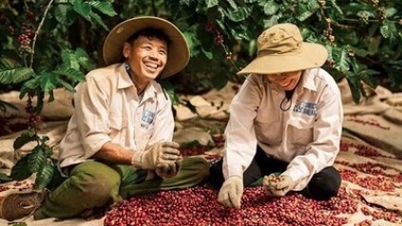 Heutige Agrarnachrichten (10. Januar): Die Kaffeepreise geben nach, die Pfefferpreise bleiben stabil, die Reispreise bleiben unverändert.
