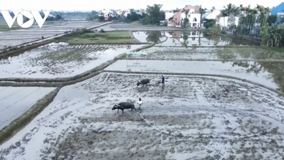 Da Nang: De mogelijkheid om het plattelandsleven van dichtbij te ervaren trekt internationale toeristen aan.