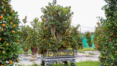 ការមើលដោយផ្ទាល់នូវដើមគុមខ្វាត «របស់អ្នកមាន» ដែលមានតម្លៃរាប់សិបលានដុង ដែលត្រៀមចេញលក់តាមដងផ្លូវ។
