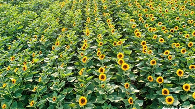 More vibrant flower gardens and ornamental plants for people in Ho Chi Minh City to check in during Tet.
