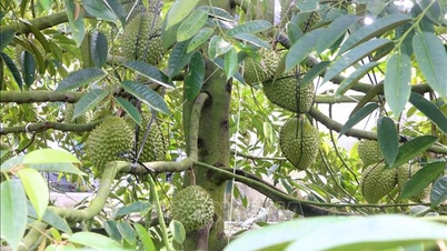 รักษาความต่อเนื่องในการเติบโตของทุเรียนบนพื้นฐานของการพัฒนาอย่างยั่งยืน