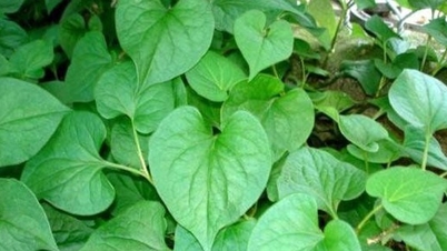 Medicinal effects of Houttuynia cordata