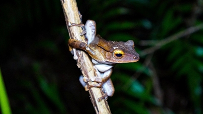 Die nachtaktive Tierwelt entdecken: ein einzigartiges Erlebnis in Phong Nha - Ke Bang.